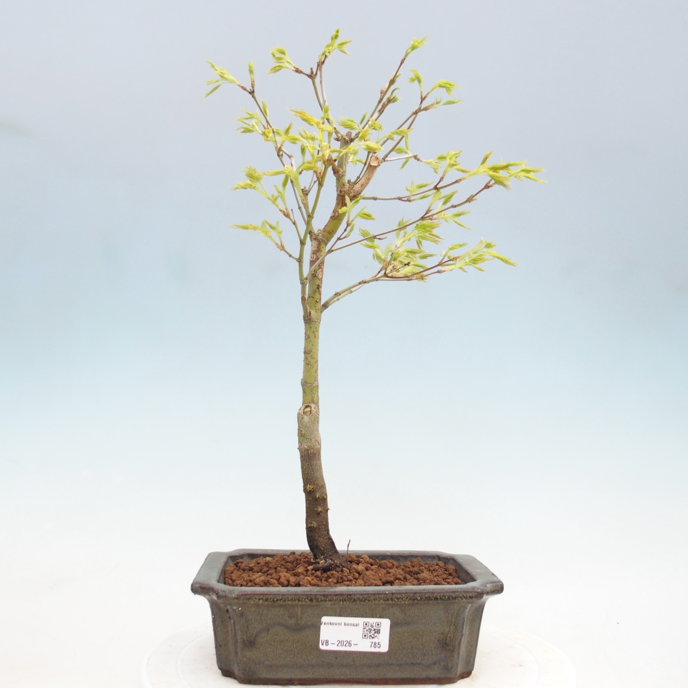 Acer palmatum Aureum - Javor dlanitolistý zlatý