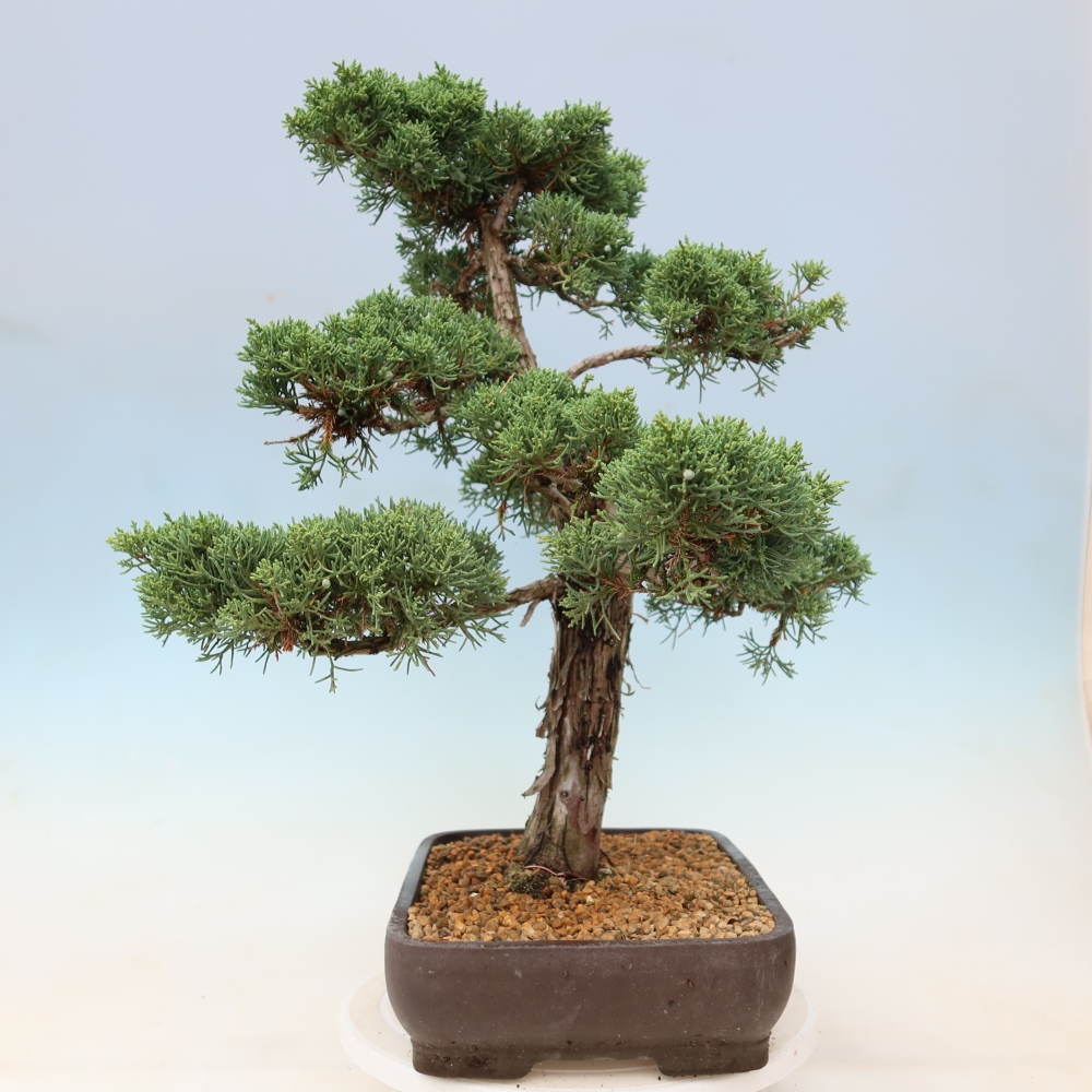 Venkovní bonsai - Juniperus chinensis Kishu -Jalovec čínský