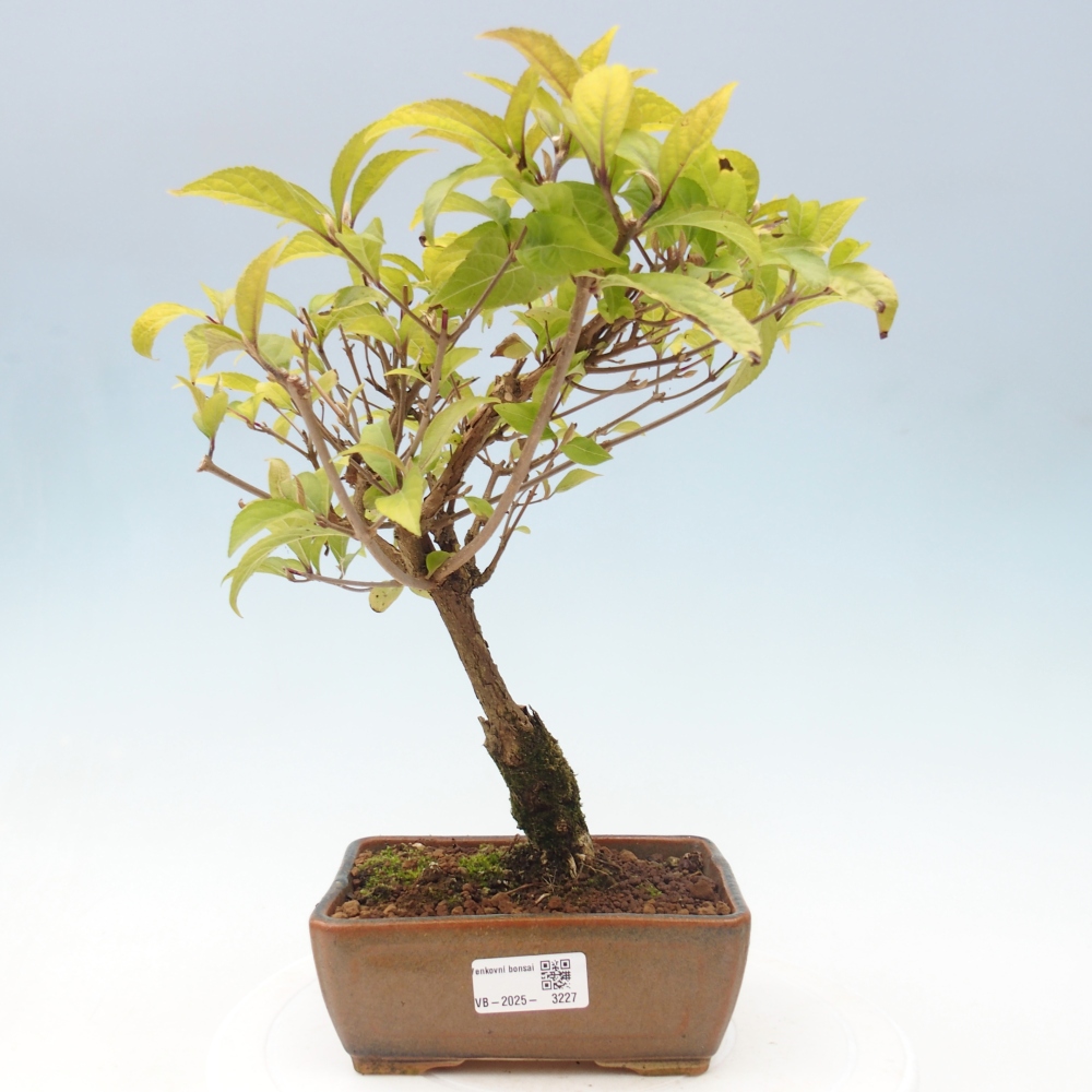 Venkovní bonsai - krásnoplodka - Callicarpa japonica