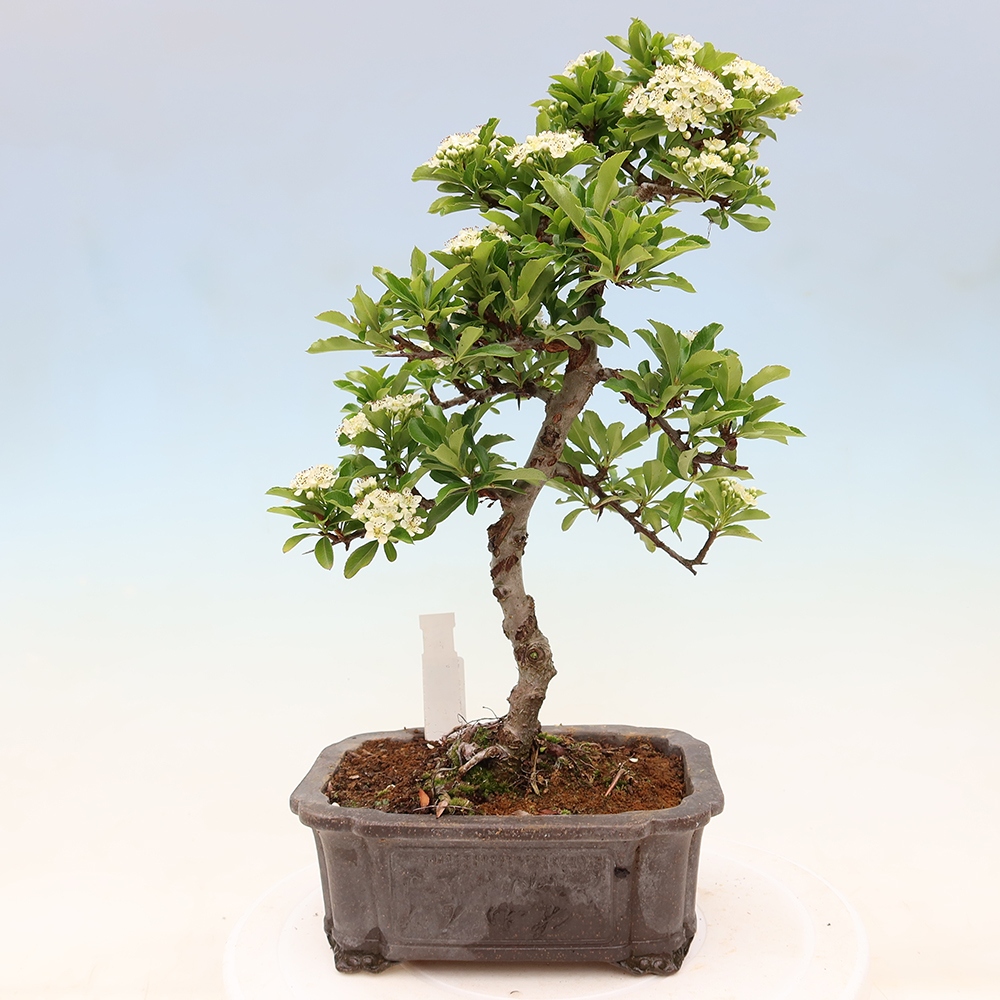 Venkovní bonsai - Pyracantha teton - Hlohyně šarlatová