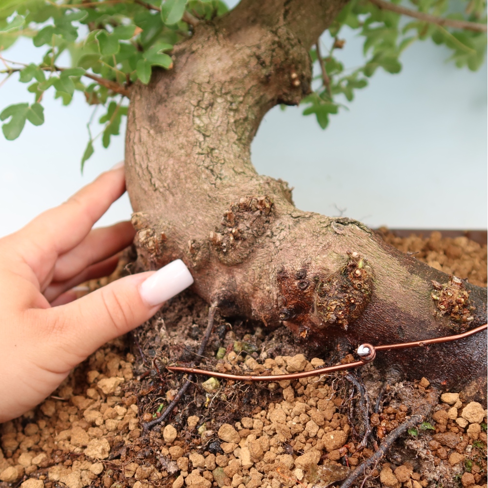 Venkovní bonsai -Javor babyka - Acer campestre
