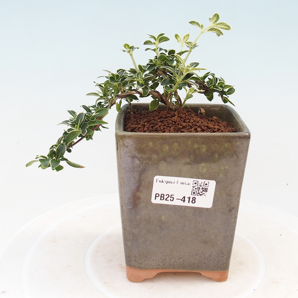 Pokojová bonsai - Serissa foetida Variegata - Strom tisíce hvězd