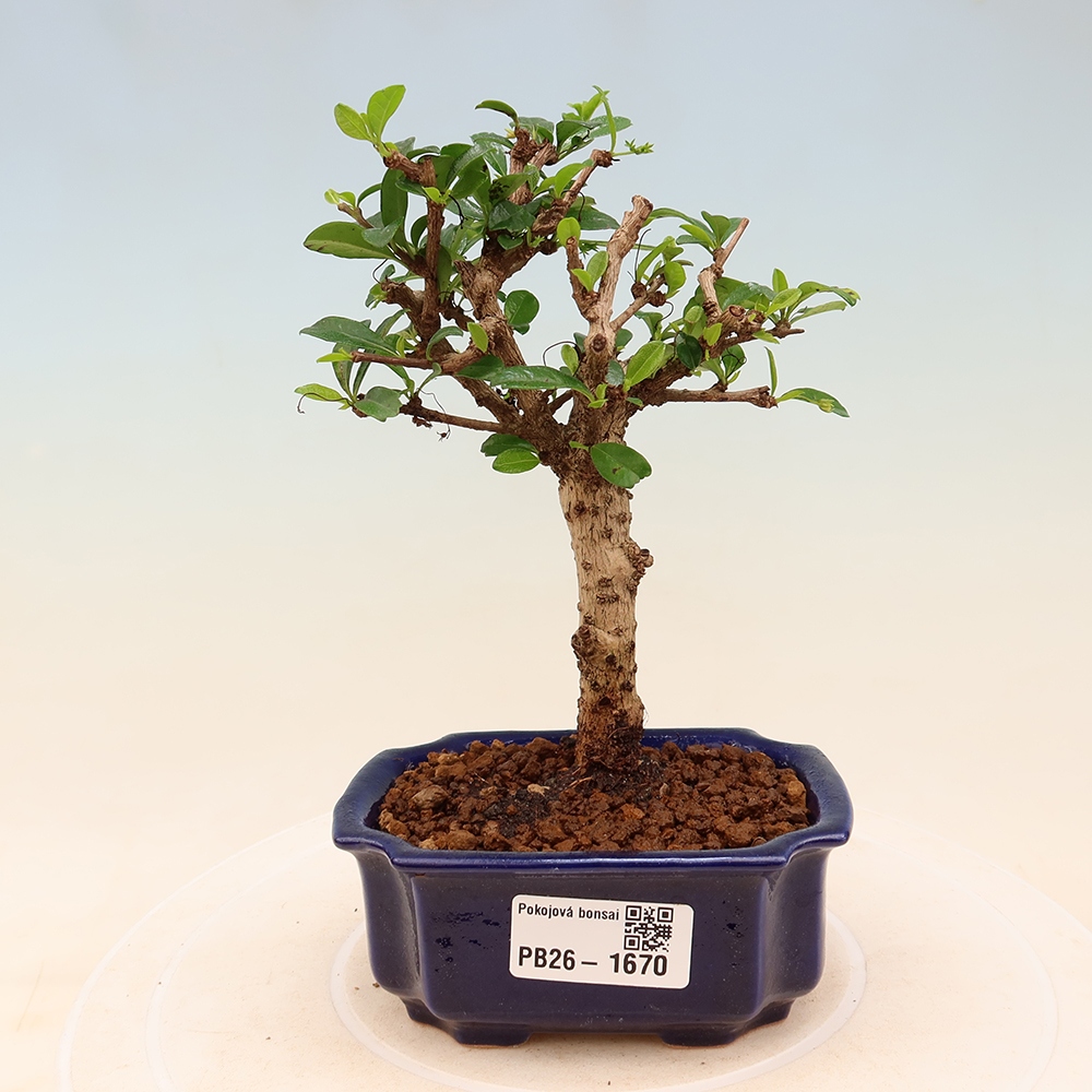 Pokojová bonsai - Carmona macrophylla - Čaj fuki