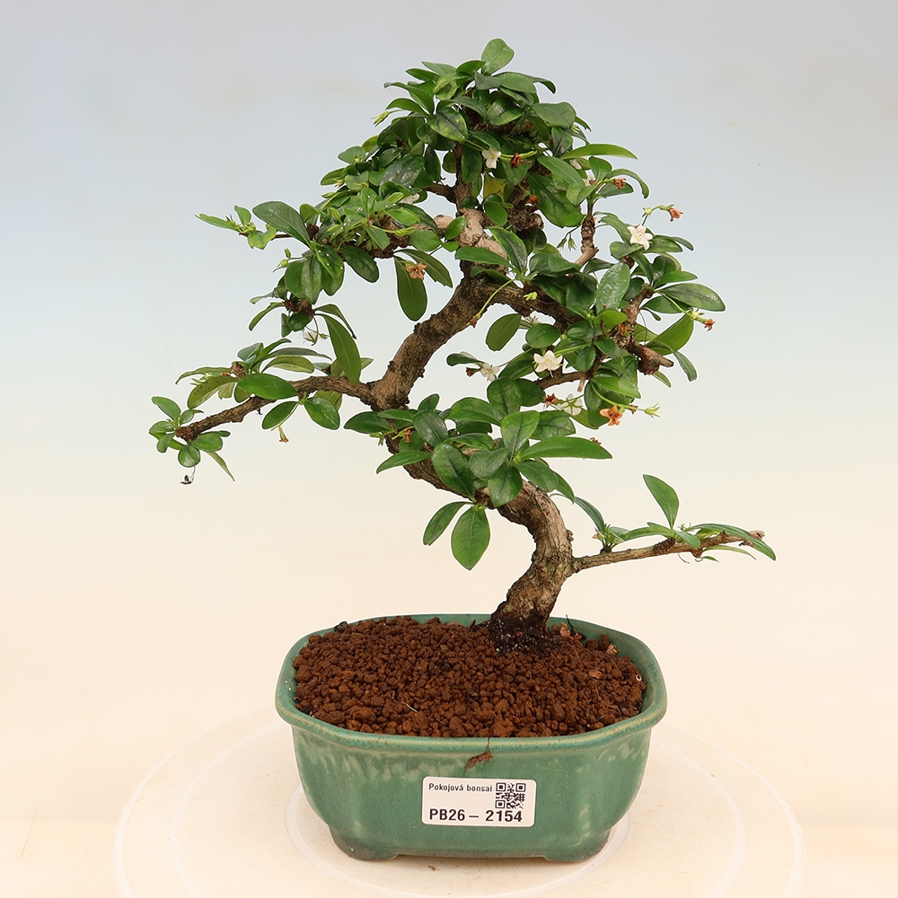 Pokojová bonsai - Carmona macrophylla - Čaj fuki