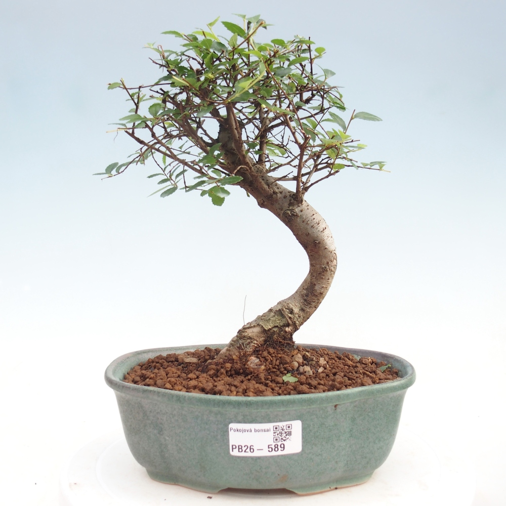 Pokojová bonsai - Ulmus parvifolia - Malolistý jilm