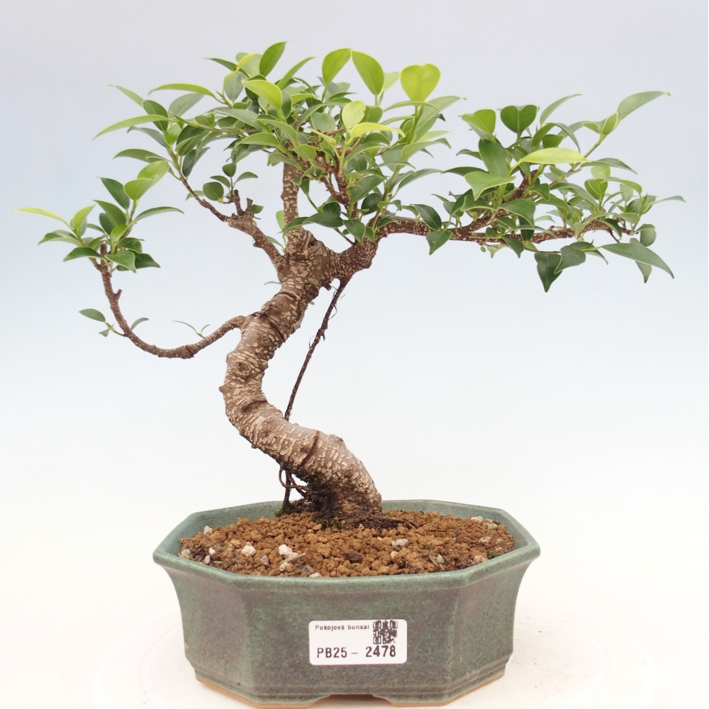 Pokojová bonsai - Ficus retusa -  malolistý fíkus