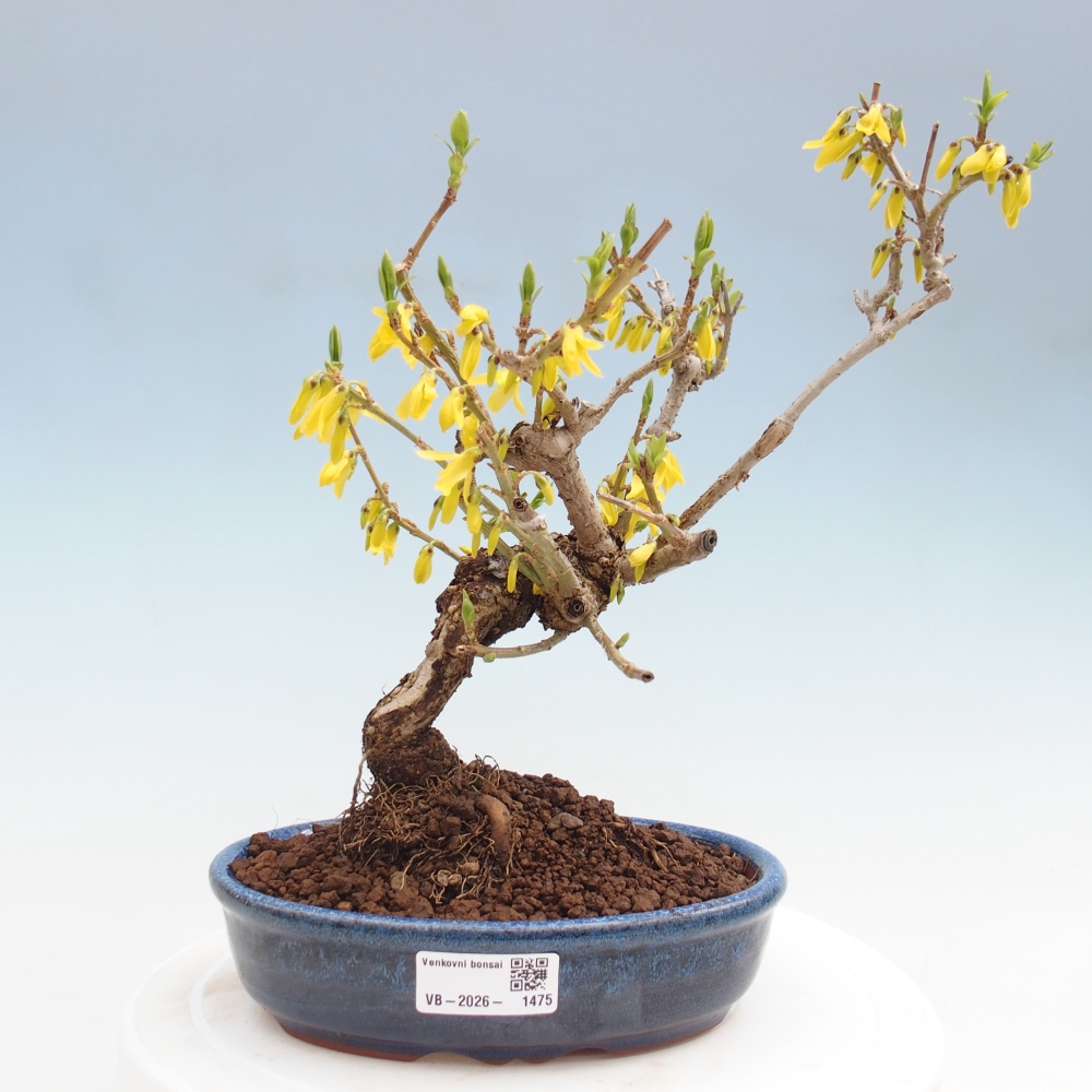 Venkovní bonsai - Zlatice - Forsythia koreana