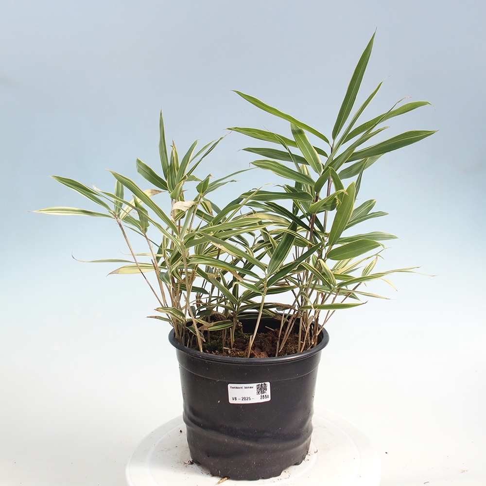 Venkovní bonsai - Sasaella masamuneana Albostriata - Bambus panašovaný