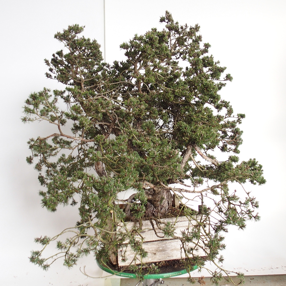 Yamadori - Pinus sylvestris - Borovice lesní - Španělsko