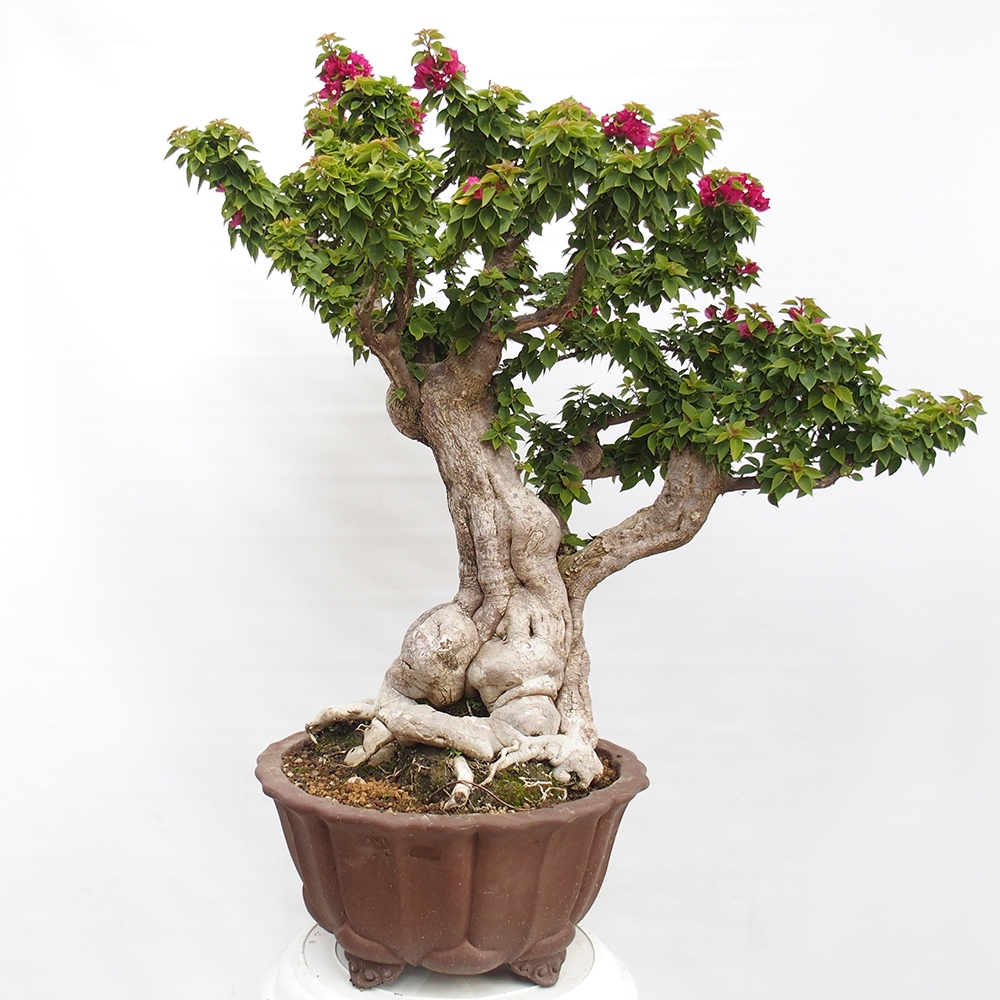 Pokojová bonsai - Bouganwilea