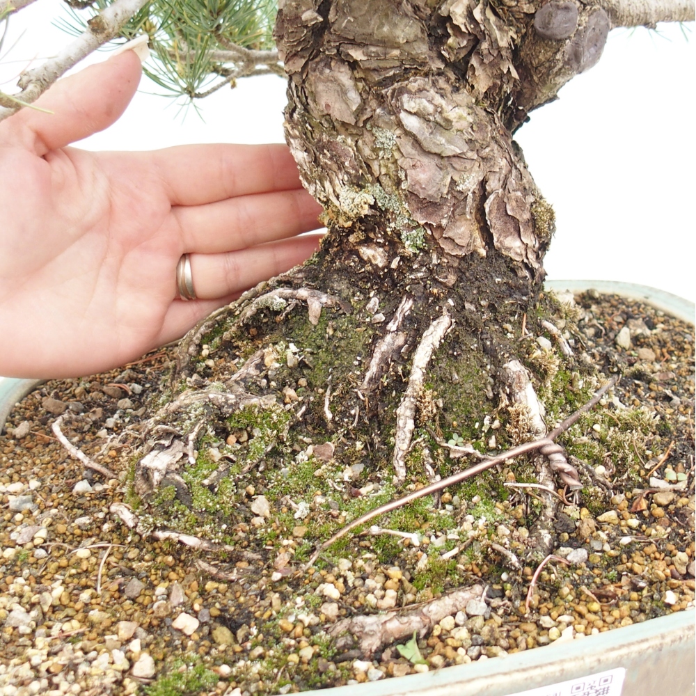 Venkovní bonsai - Pinus parviflora - Borovice drobnokvětá