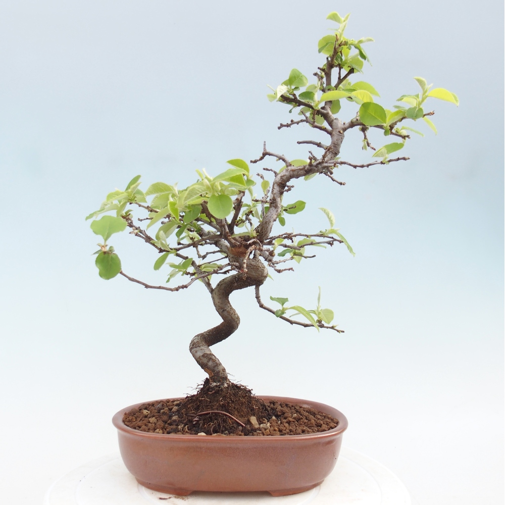 Venkovní  bonsai -  Chaneomeles chinensis - Kdoulovec čínsky