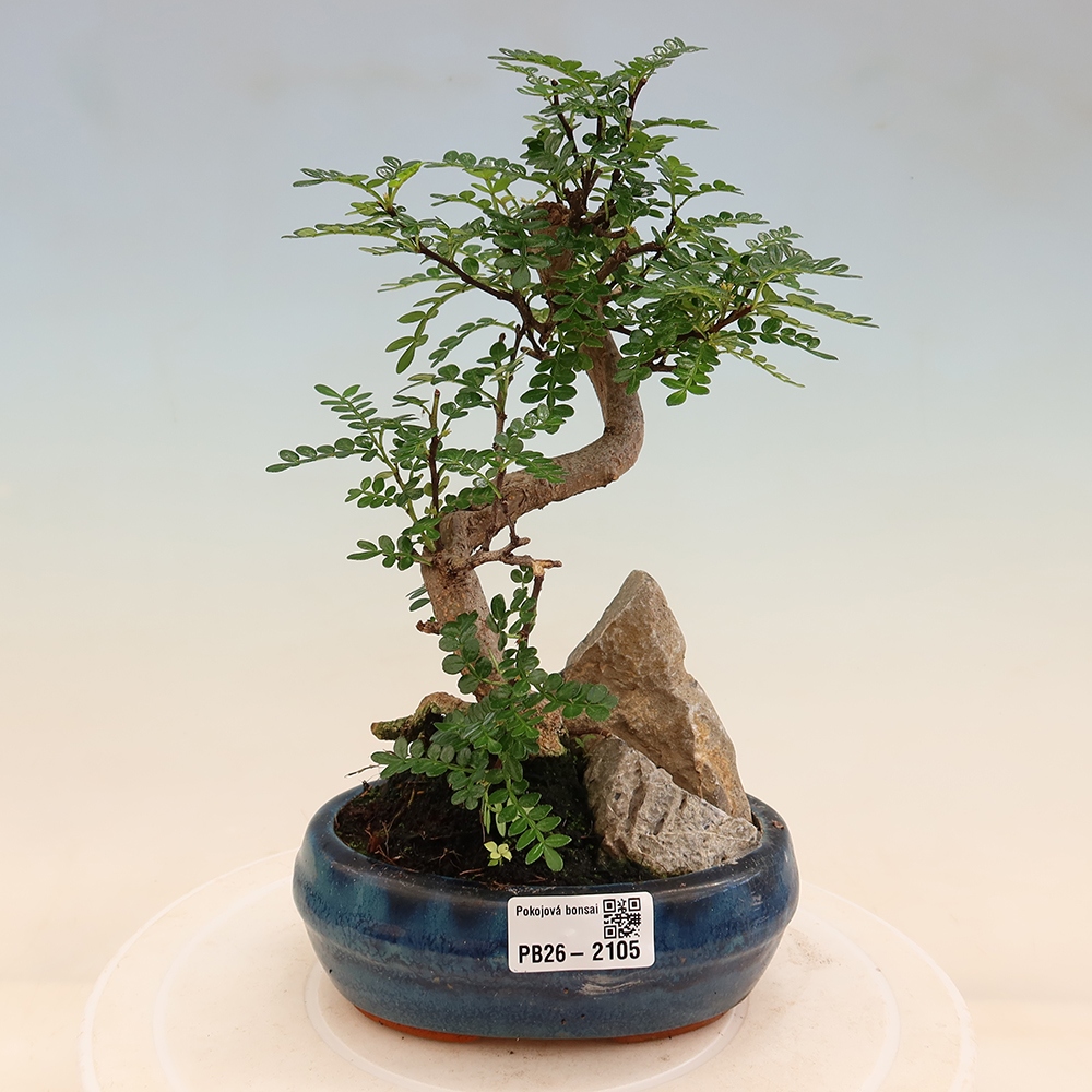 Pokojová bonsai - Zantoxylum piperitum - Pepřovník