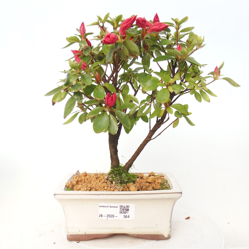 Venkovní bonsai - Japonská azalka - Azalea sp.