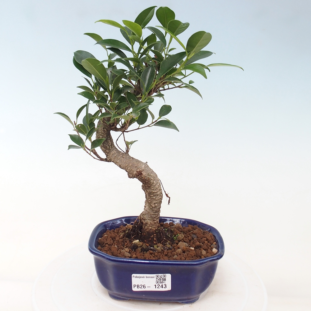 Pokojová bonsai - Ficus retusa -  malolistý fíkus