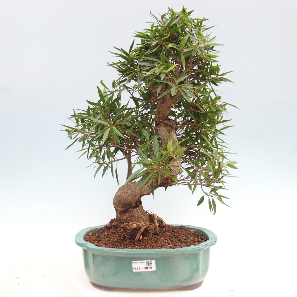Pokojová bonsai - Ficus nerifolia -  malolistý fíkus