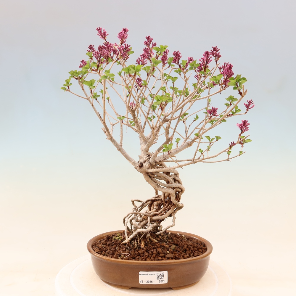 Venkovní  bonsai -  Syringa microphylla - malokvětý šeřík