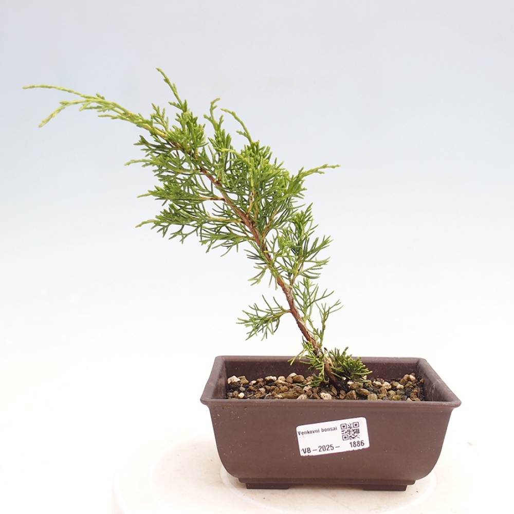 Venkovní bonsai - Juniperus chinensis Itoigawa -Jalovec čínský