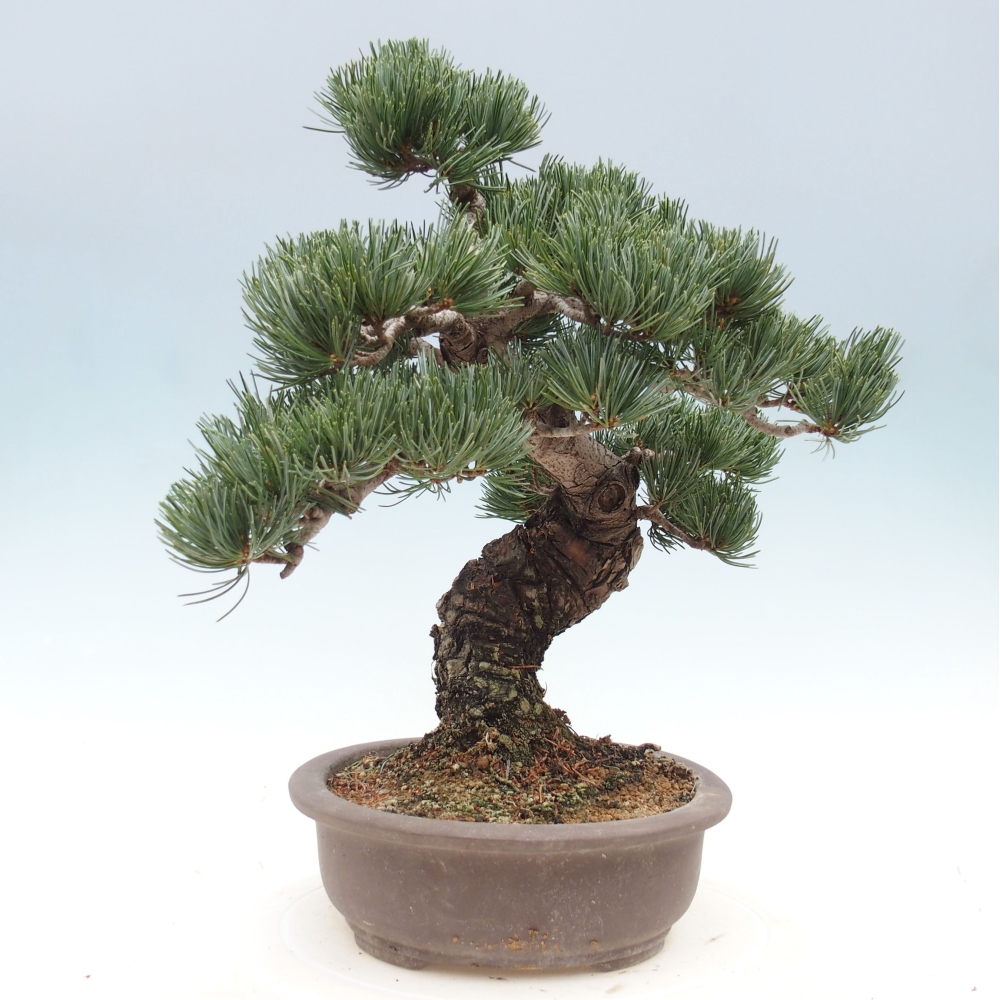 Venkovní bonsai - Pinus parviflora - Borovice drobnokvětá