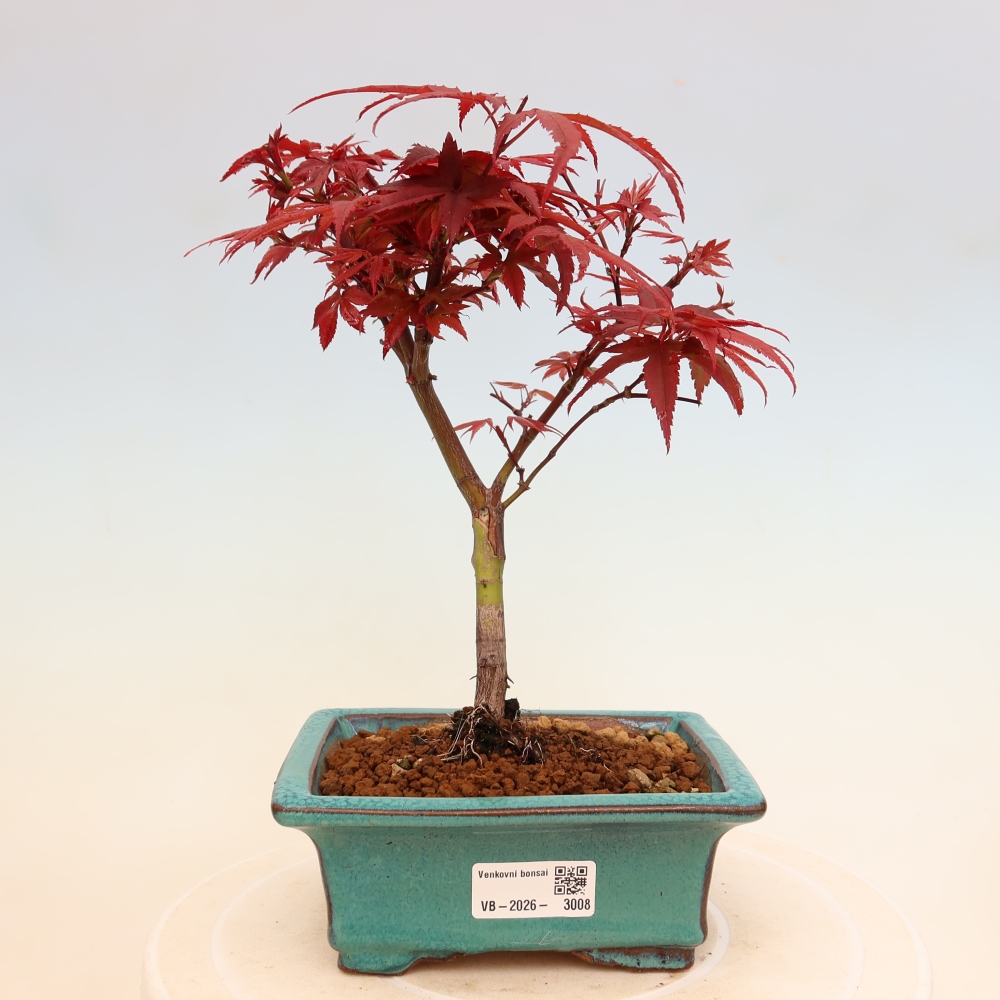 Venkovní bonsai -Javor dlanitolistý  - Acer palmatum Berry Broom 