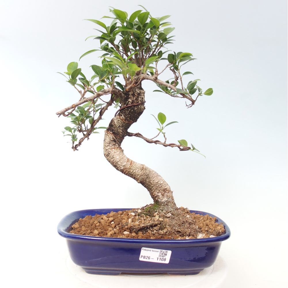 Pokojová bonsai - Ficus kimmen -  malolistý fíkus