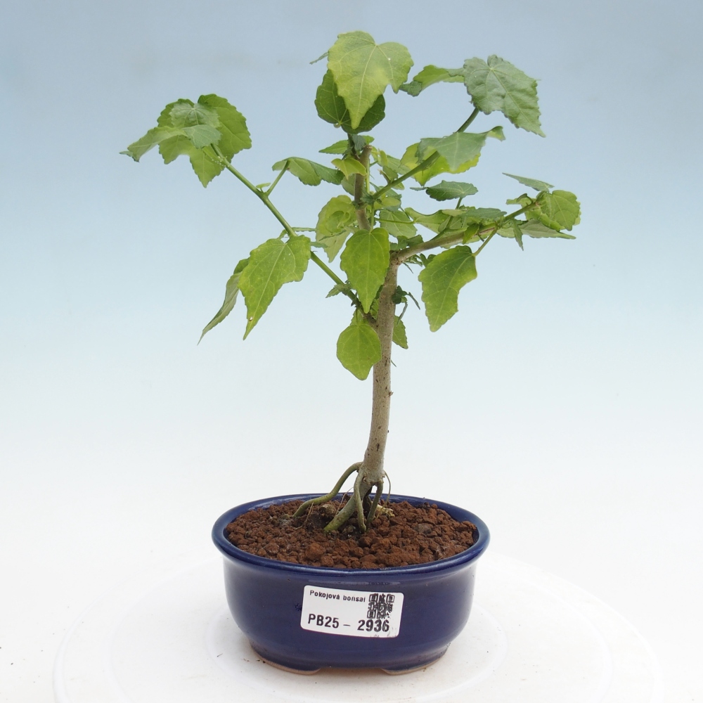 Pokojová bonsai - Malvaviscus arboreus - ibiškovec dřevnatý