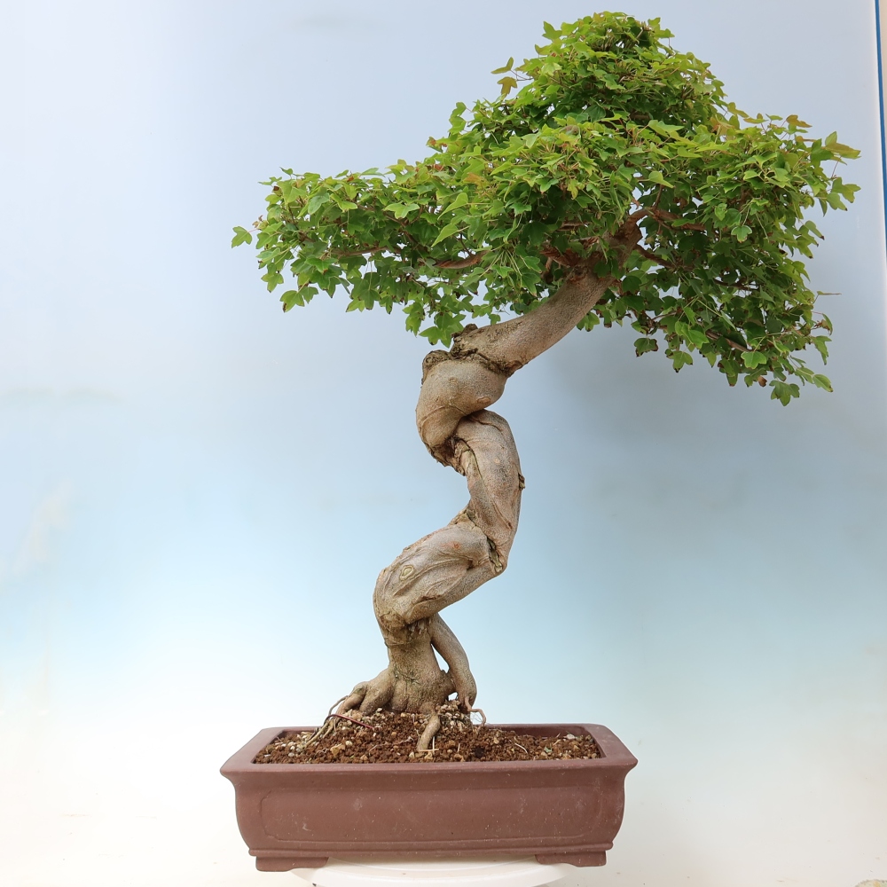 Venkovní bonsai - Acer Buergerianum - Javor Burgerův