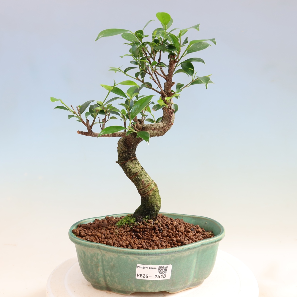 Pokojová bonsai - Ficus retusa -  malolistý fíkus