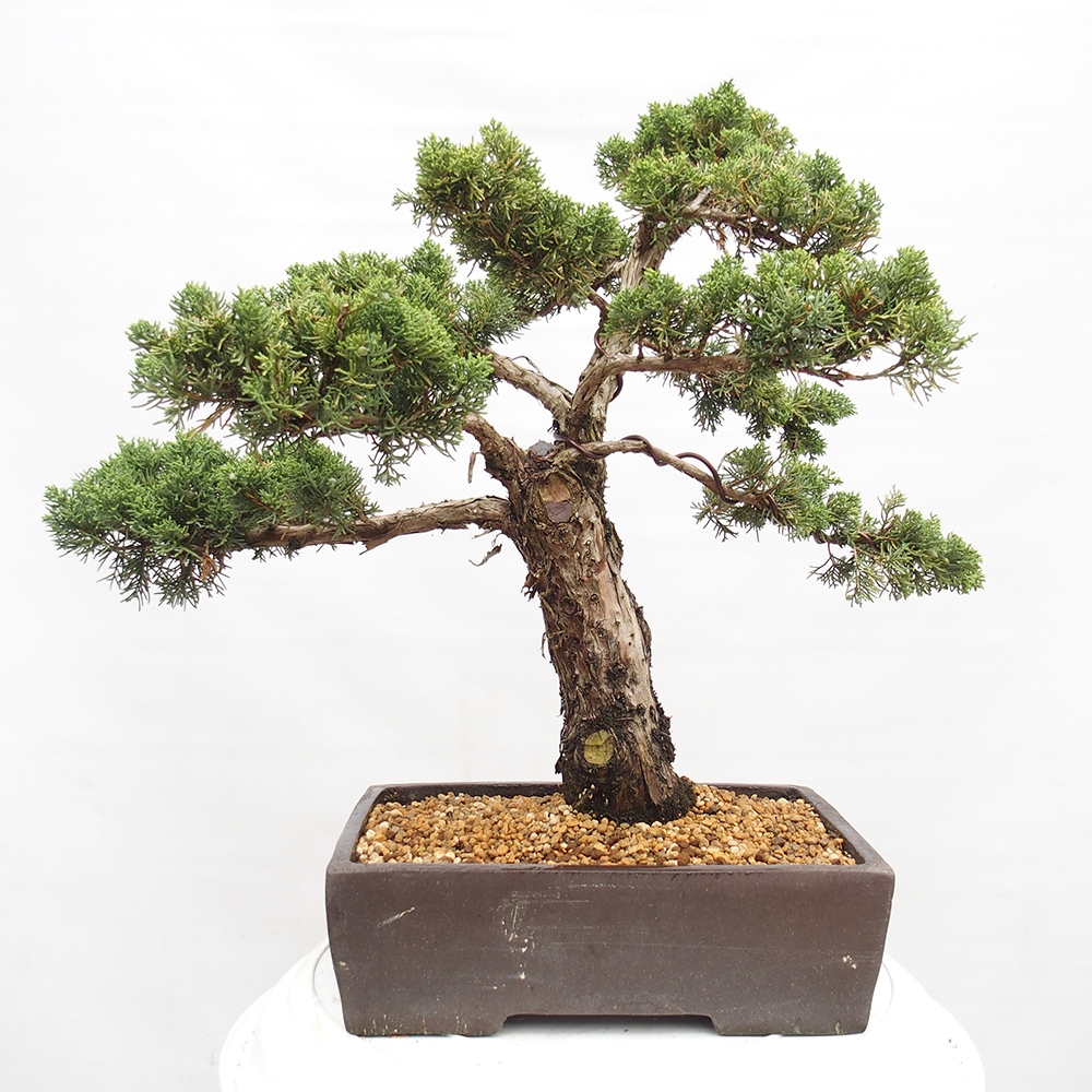 Venkovní bonsai - Juniperus chinensis  - Jalovec čínský 