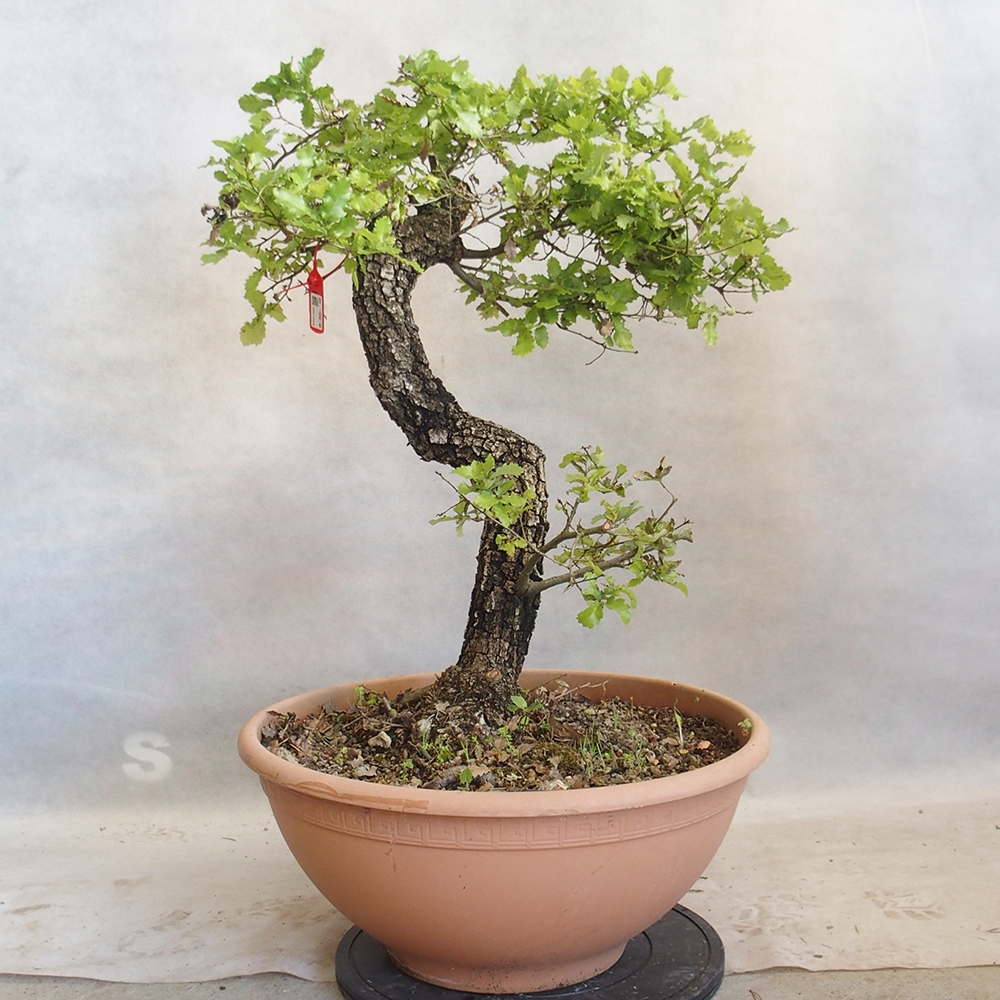 Venkovní bonsai Quercus Cerris - Dub Cer