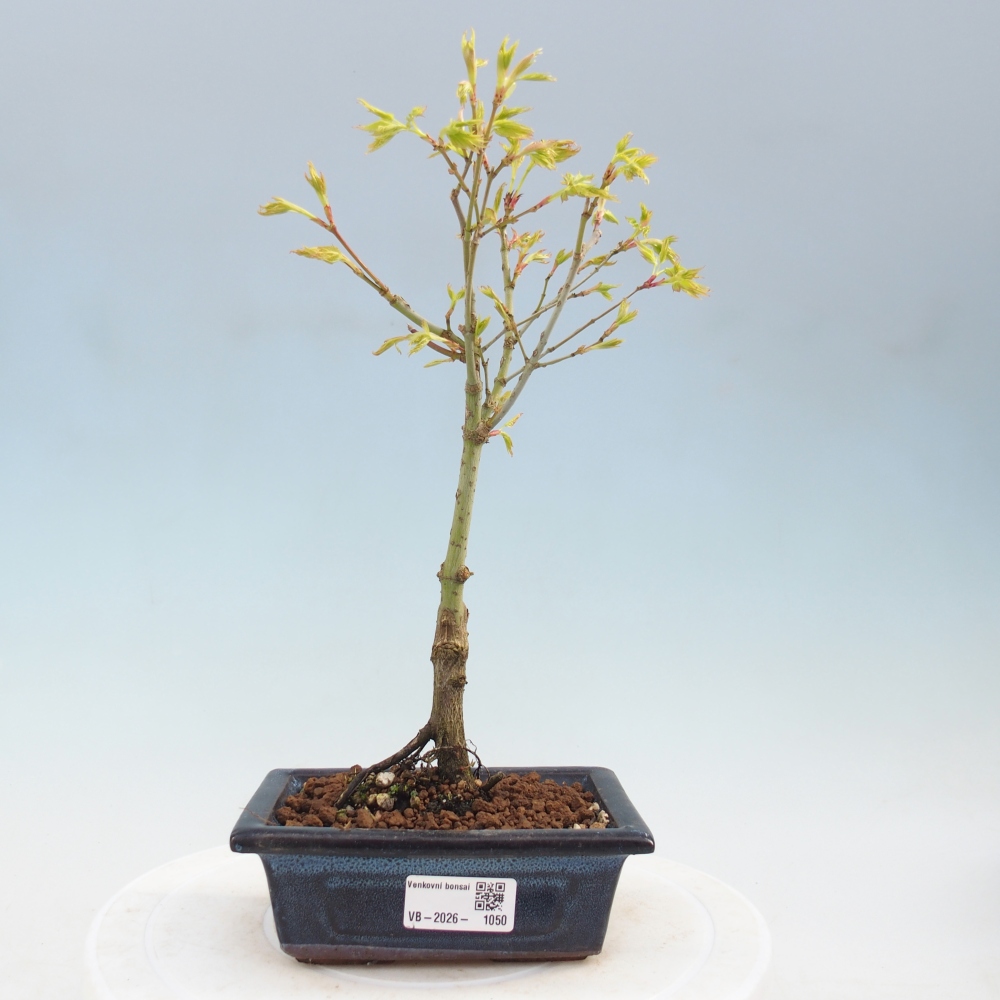 Acer palmatum Aureum - Javor dlanitolistý zlatý