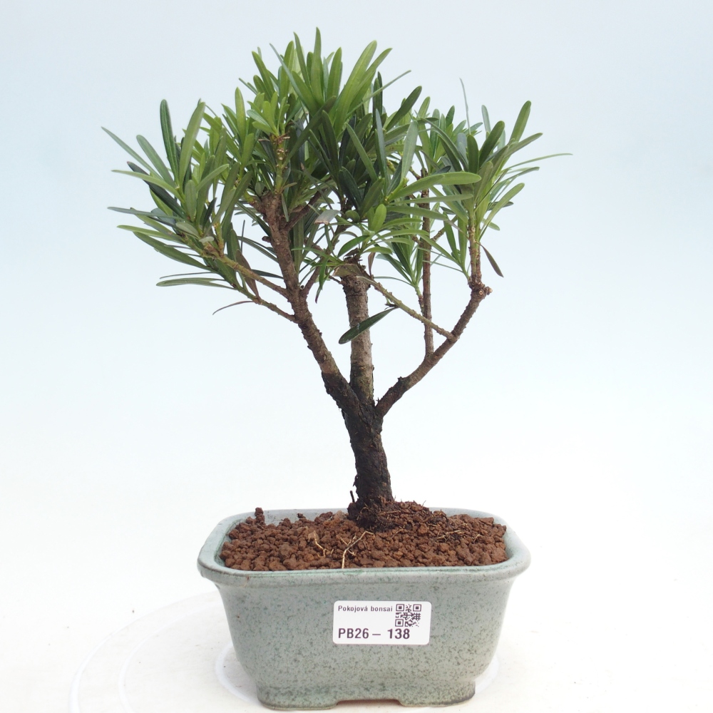 Pokojová bonsai - Podocarpus - Kamenný tis
