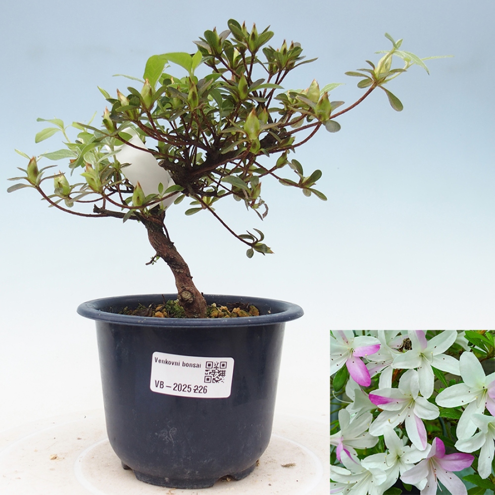 Venkovní bonsai - Japonská azalka - Azalea Yukigesho