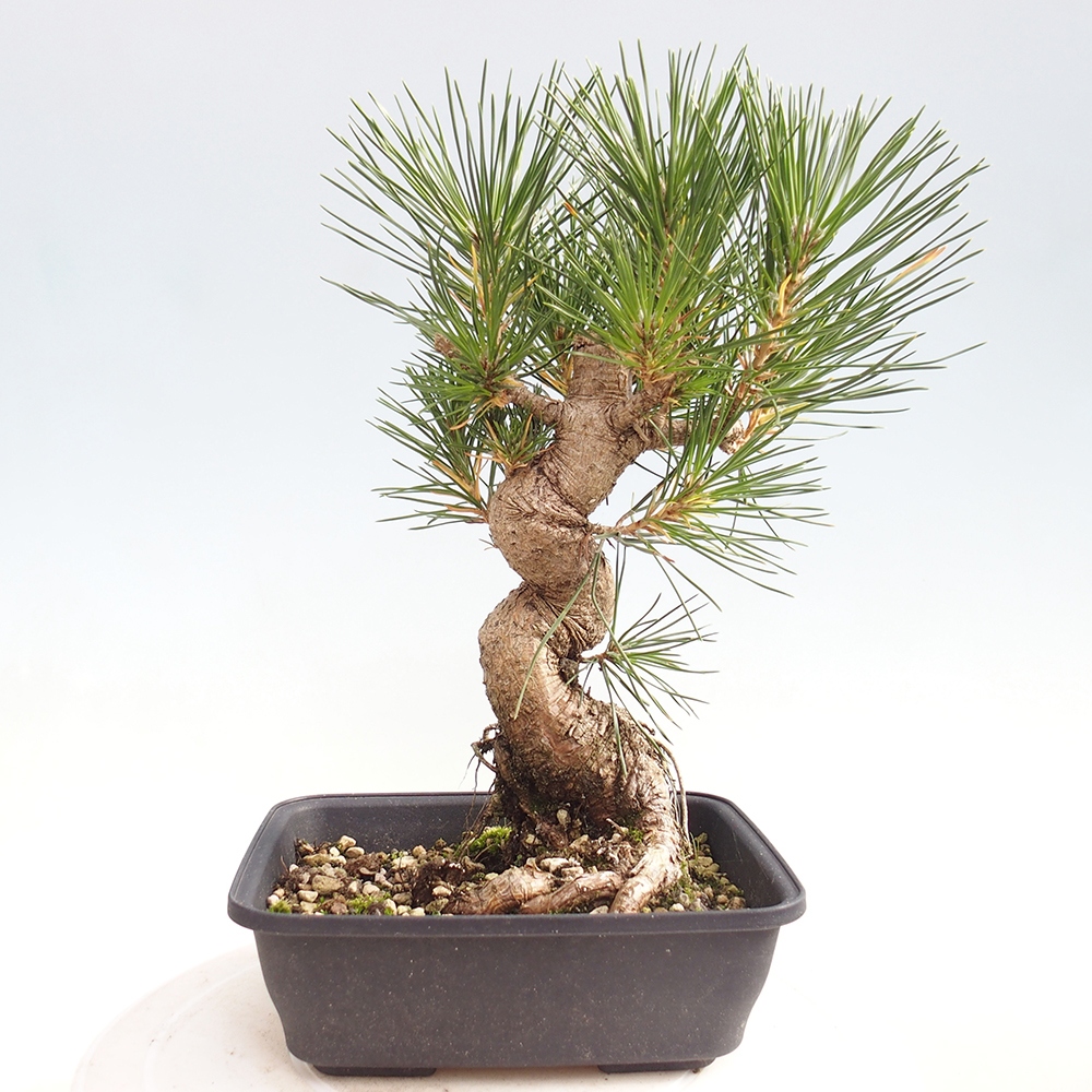 Venkovní bonsai - Pinus thunbergii - Borovice thunbergova