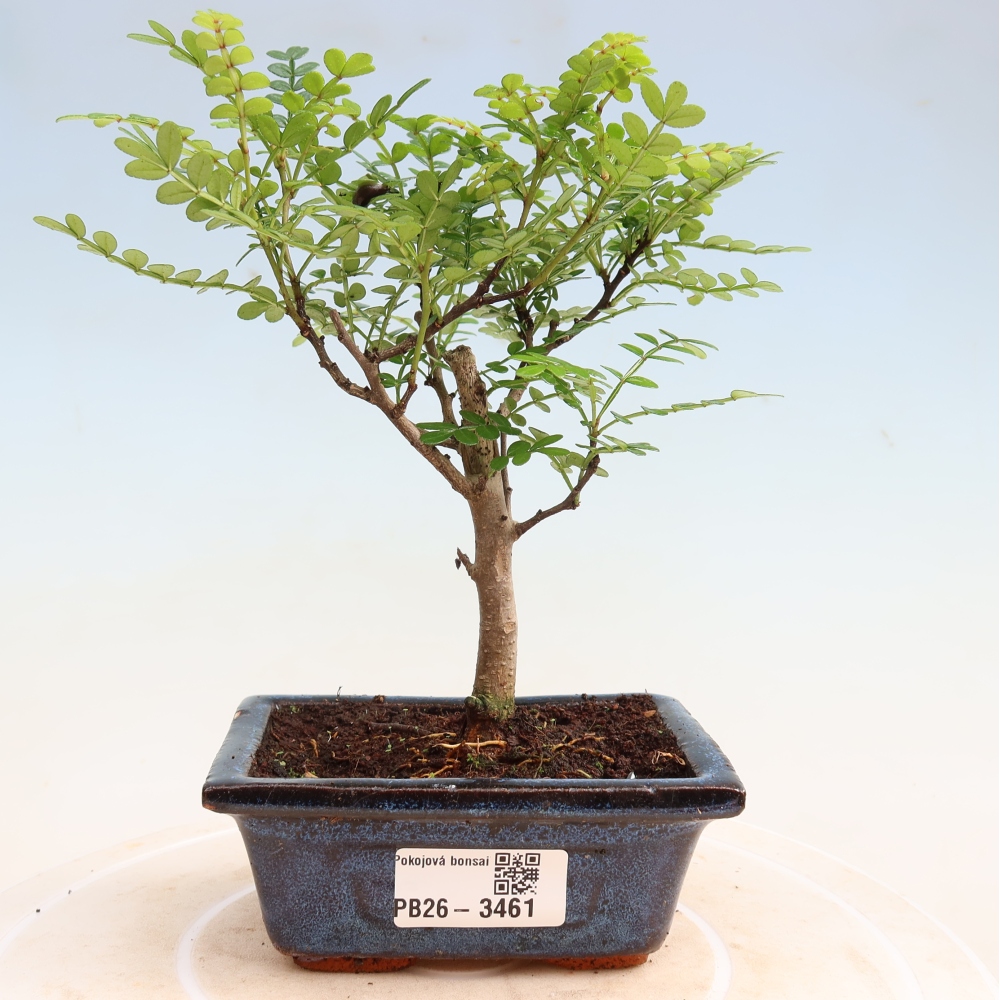 Pokojová bonsai - Zantoxylum piperitum - pepřovník