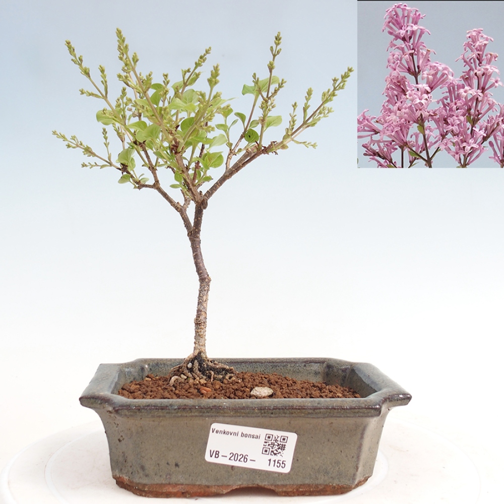 Venkovní bonsai - Syringa Meyeri Palibin - Šeřík Meyerův
