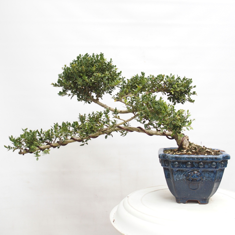 Pokojová bonsai - Ilex crenata - Cesmína