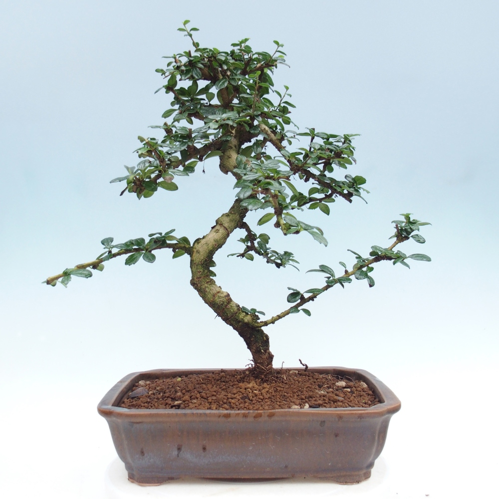 Pokojová bonsai - Carmona macrophylla - Čaj fuki