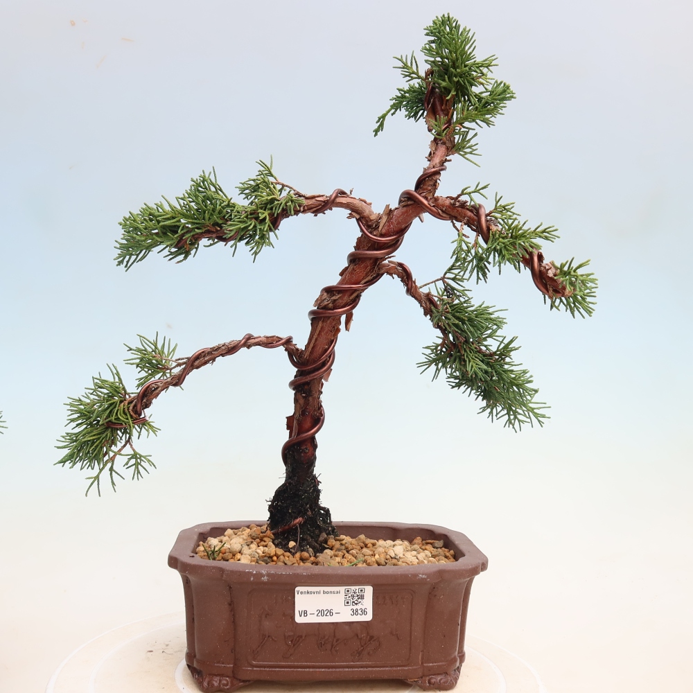 Venkovní bonsai - Juniperus chinensis Kishu -Jalovec čínský