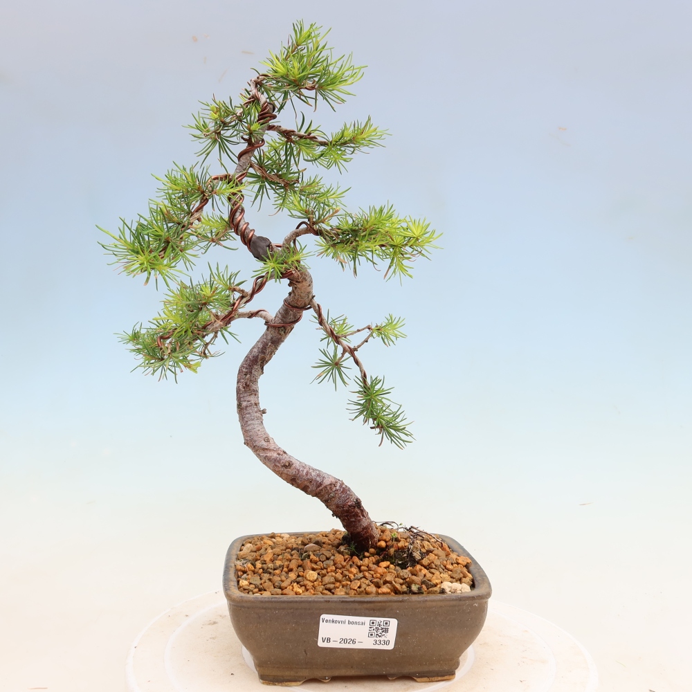 Venkovní bonsai -Larix decidua - Modřín opadavý 