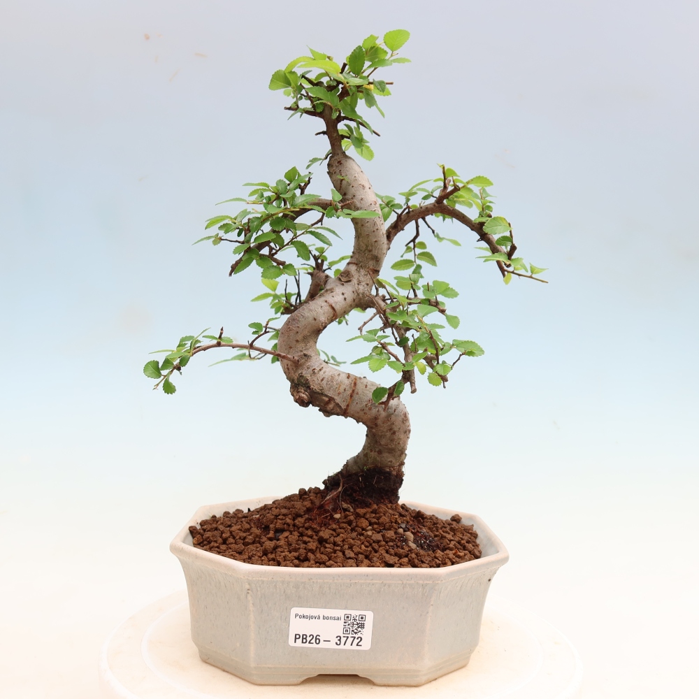Pokojová bonsai - Ulmus parvifolia - Malolistý jilm