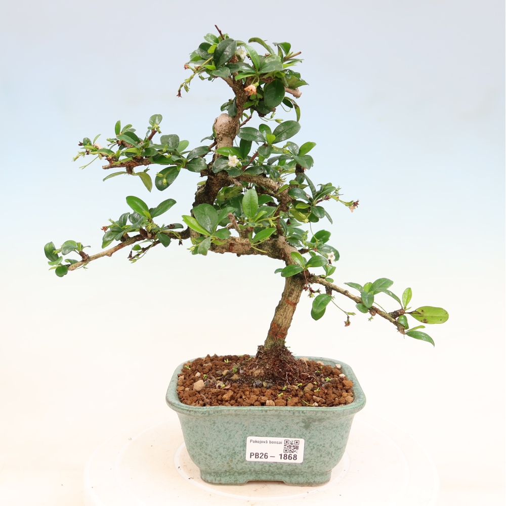Pokojová bonsai - Carmona macrophylla - Čaj fuki