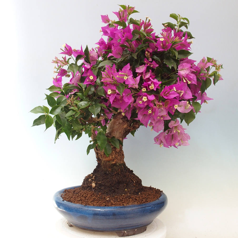 Pokojová bonsai - Bouganwilea