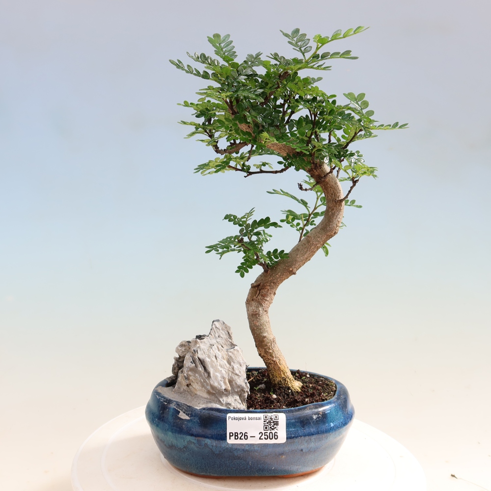 Pokojová bonsai - Zantoxylum piperitum - Pepřovník