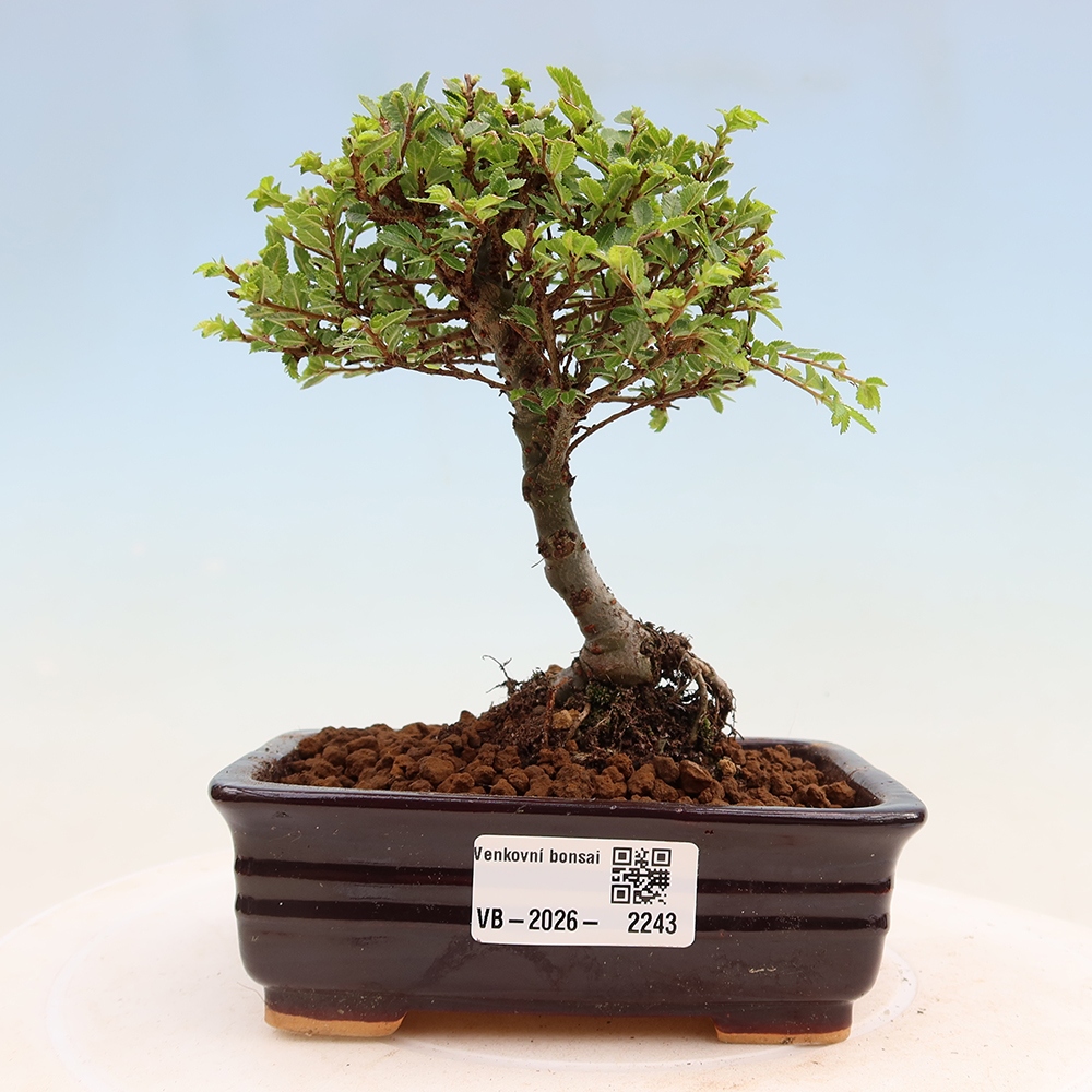 Venkovní bonsai - Ulmus parvifolia Sagei - Malolistý jilm