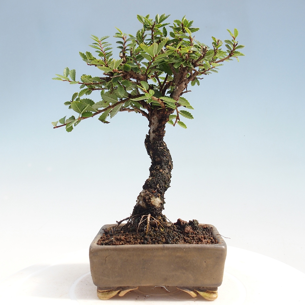 Venkovní bonsai - Zelkova - Zelkova NIRE