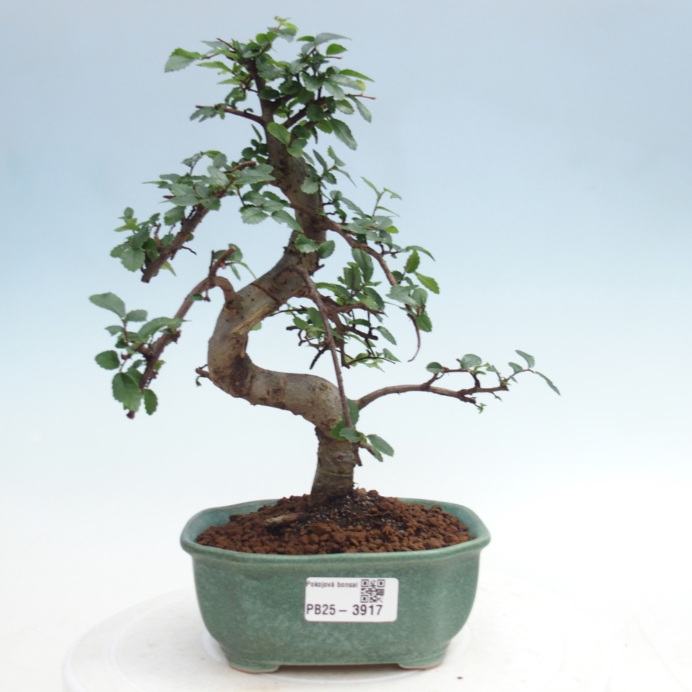 Pokojová bonsai - Ulmus parvifolia - Malolistý jilm
