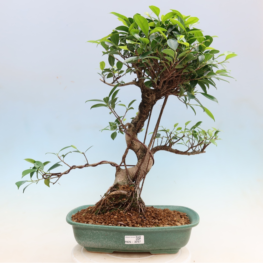 Pokojová bonsai - Ficus kimmen -  malolistý fíkus