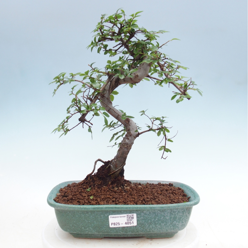 Pokojová bonsai - Ulmus parvifolia - Malolistý jilm