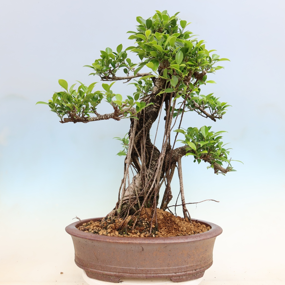 Pokojová bonsai - Ficus kimmen -  malolistý fíkus